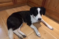 Twickel-Kupa-Rapid-es-Villamverseny-02